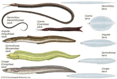 Adults-larvae-anguilliforms-families-Nemichthyidae-Cyemidae-Congridae